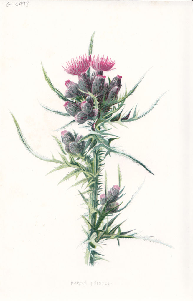FLOWERS. Marsh Thistle c1895 old antique vintage print picture